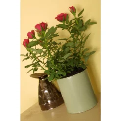 Craig & Rose 1829 Chalky Matt Emulsion Paint Beauvais Cream - 750ml 7 Craig & Rose 1829 Chalky Matt Emulsion Paint Beauvais Cream - 750ml -Paint And Wallpaper Shop 12819449 8224833222813651