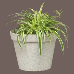 Rust-Oleum Stone Spray Paint - Pebble - 400ml 6 Rust-Oleum Stone Spray Paint - Pebble - 400ml -Paint And Wallpaper Shop 12841319 3684833196201695