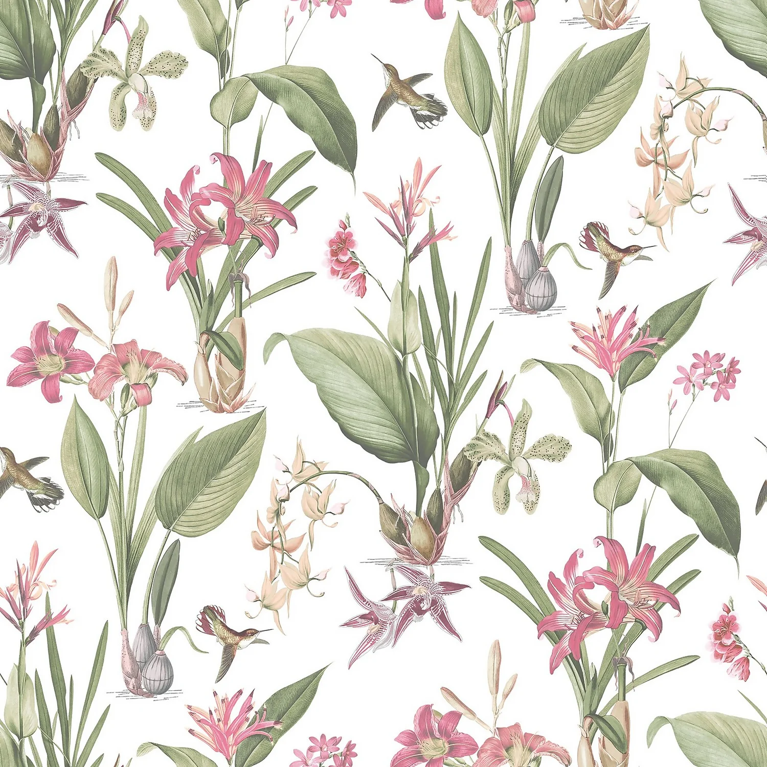 Galerie Botanical Illustration Pink Wallpaper 3 Galerie Botanical Illustration Pink Wallpaper